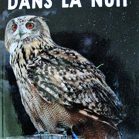 Une chouette dans la nuit