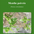 Menthe poivrée